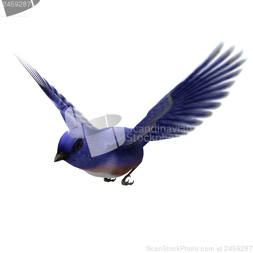 Image of Eastern Bluebird