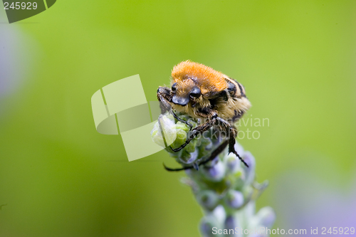 Image of Scarab beetle