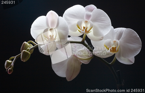 Image of Orchid