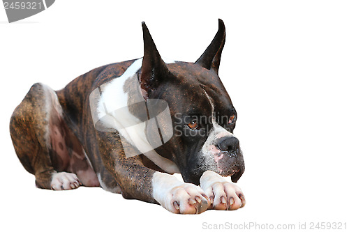 Image of Boxer Dog 