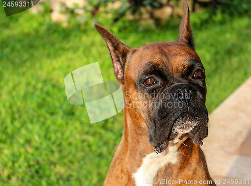 Image of Purebred Boxer Dog