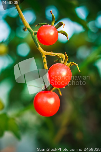 Image of Cherry tomatoes in a garden