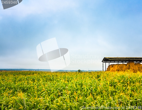Image of Corn Field