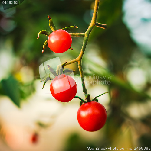 Image of Cherry tomatoes in a garden