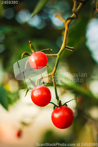 Image of Cherry tomatoes in a garden