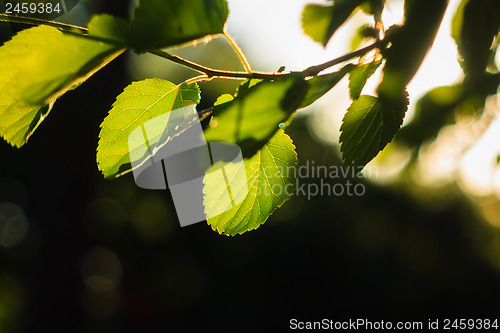 Image of Close Up Of Green Leaves