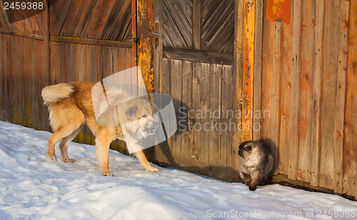 Image of Cat And Dog Fighting
