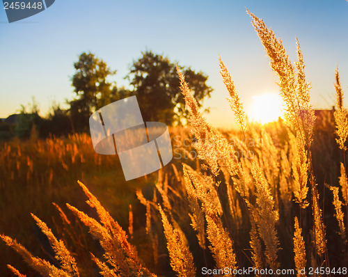 Image of Dry grass field scene