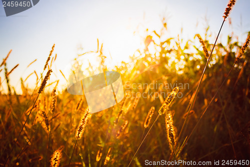 Image of Dry grass field scene