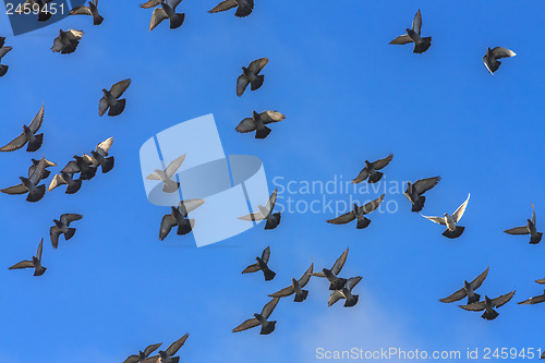 Image of Doves And Pigeons In Flight