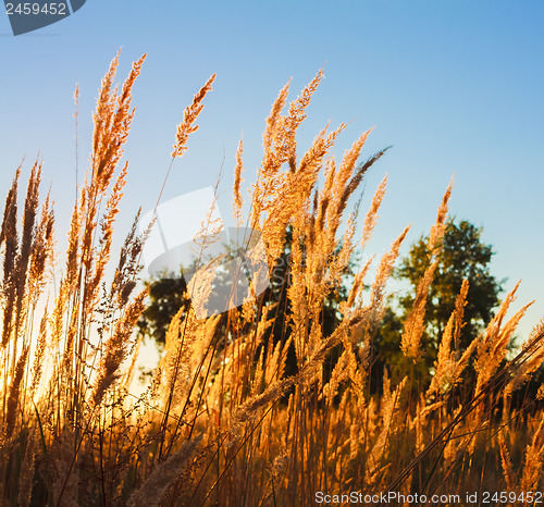 Image of Dry grass field scene