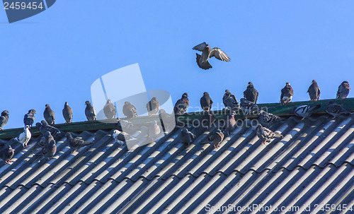 Image of Doves In A Row On Rooftop