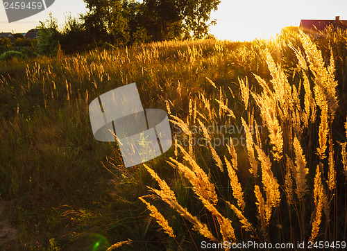 Image of Dry grass field scene