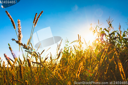 Image of Dry grass field scene