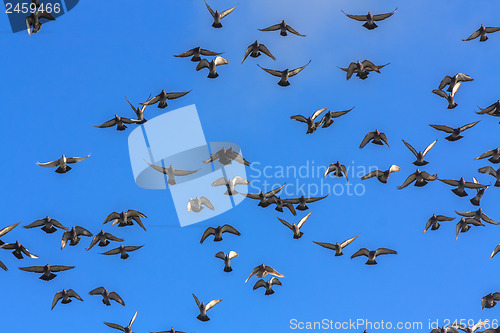 Image of Doves And Pigeons In Flight