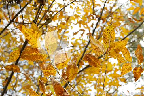 Image of Autumn