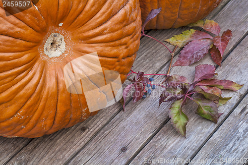 Image of pumpkins and vine