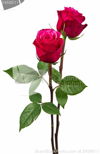 Image of Pink roses