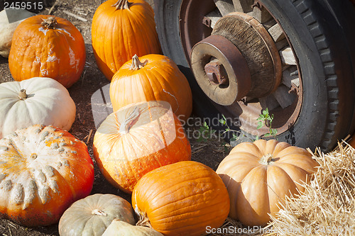 Image of Fresh Fall Pumpkins and Old Rusty Antique Tire 
