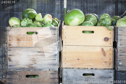 Image of Fresh Fall Gourds and Crates in Rustic Fall Setting
