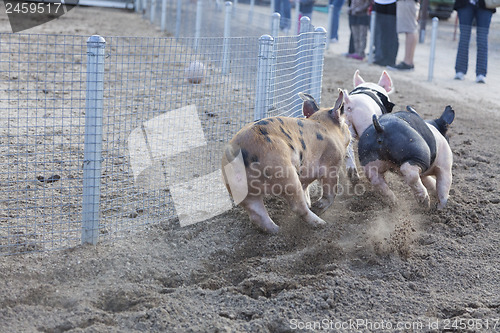 Image of A Day at the Little Pig Races
