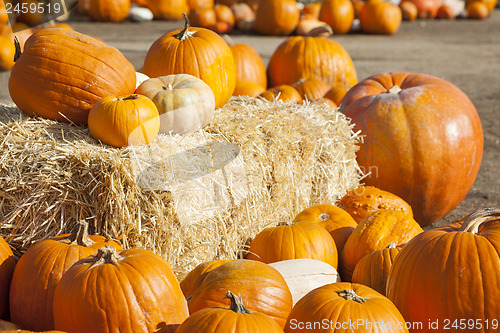 Image of Fresh Orange Pumpkins and Hay in Rustic Fall Setting
