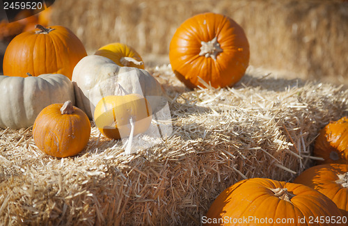 Image of Fresh Orange Pumpkins and Hay in Rustic Fall Setting
