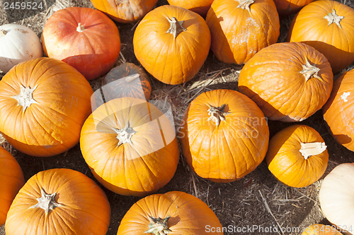 Image of Fresh Orange Pumpkins and Hay in Rustic Fall Setting
