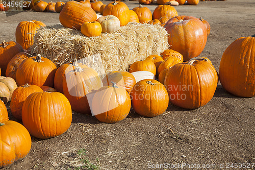 Image of Fresh Orange Pumpkins and Hay in Rustic Fall Setting
