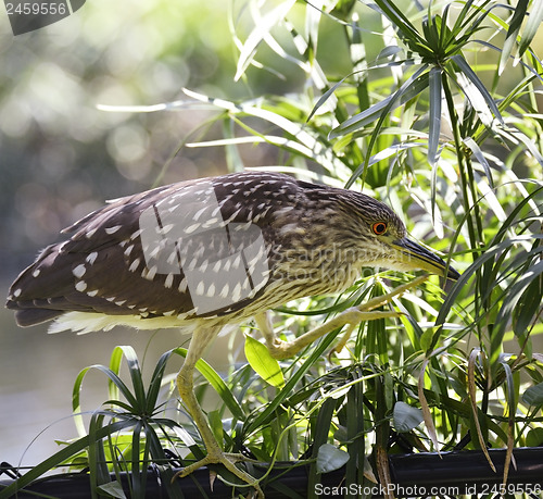 Image of Black-Crowned Night-Heron 