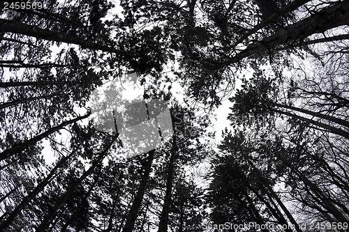 Image of Treetops