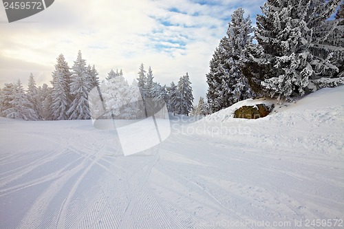 Image of Skiing