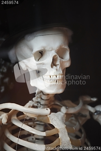 Image of Skeleton