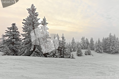 Image of Winter forest