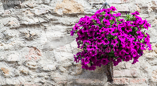 Image of Tuscan flowers