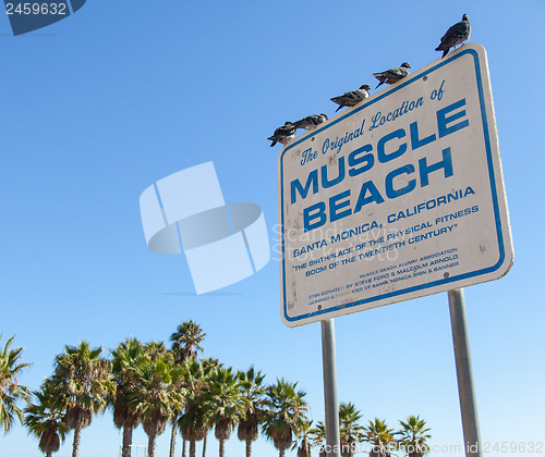 Image of Muscle Beach