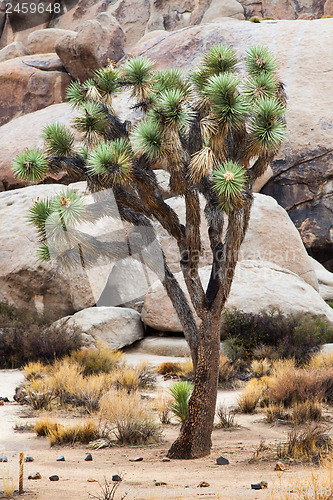 Image of Joshua Tree