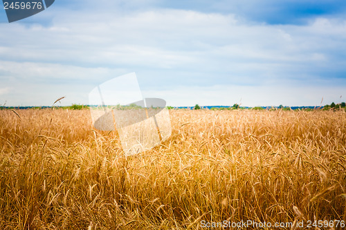 Image of Golden Barley Ears