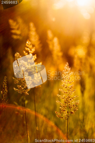 Image of Field Of Grass During Sunset. 