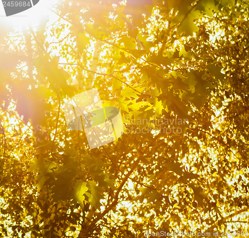 Image of Green Leaves Against The Sky