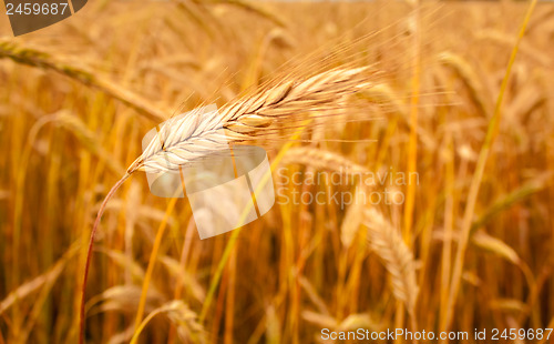 Image of Golden Barley Ears Background