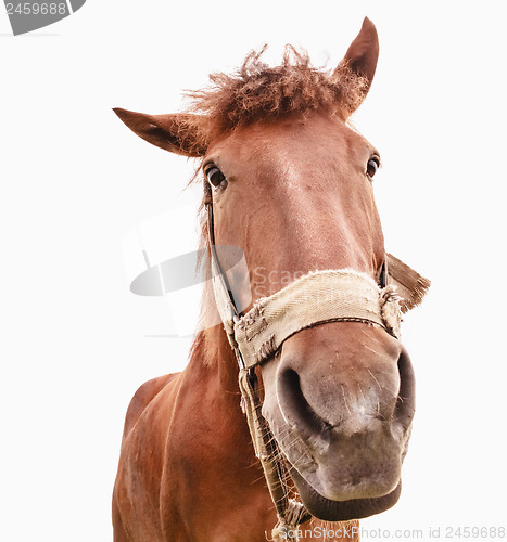 Image of Funny closeup of a horse - wide angle