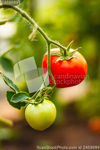 Image of Fresh red and green tomatoes