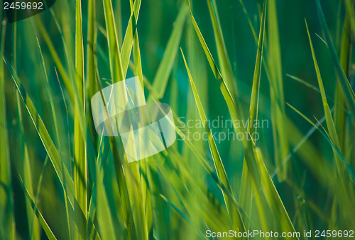 Image of Fresh Spring Green Grass