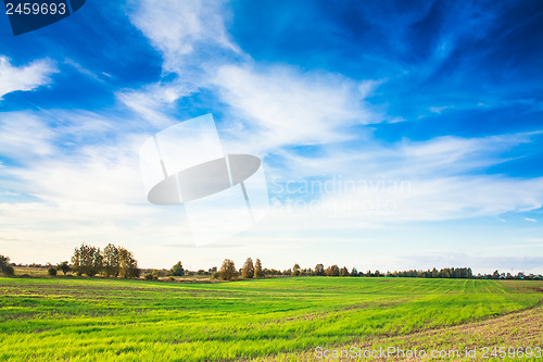 Image of Green field and blue sky