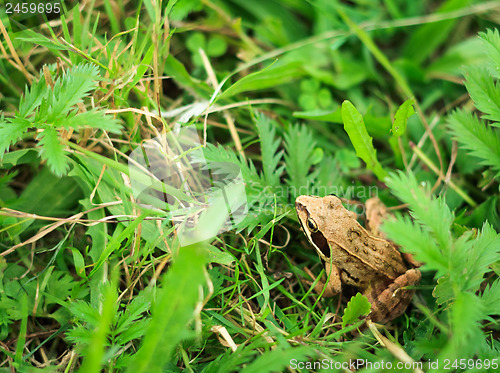 Image of Frog In Grass