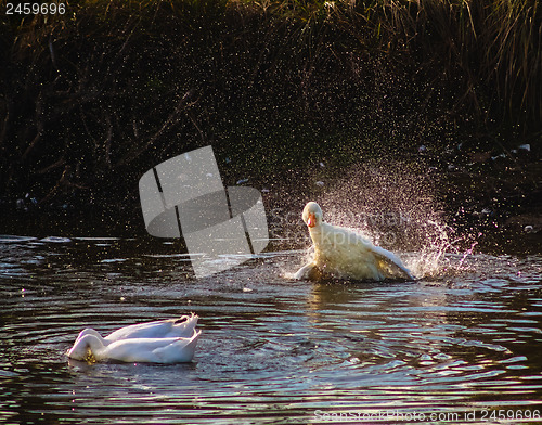 Image of Goose Swimming On Water With A Splash