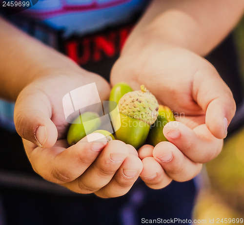 Image of Green acorns
