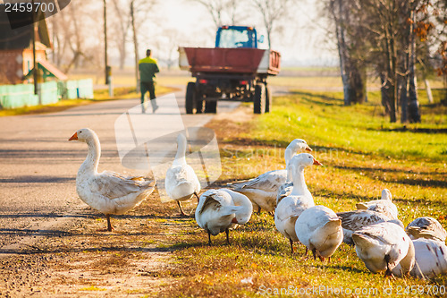 Image of Geese On Green Grass