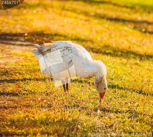 Image of Goose On Green Grass